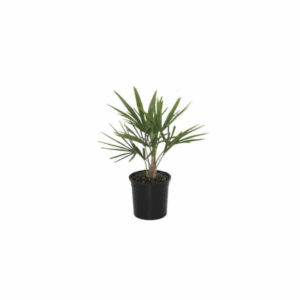 Trachycarpus Fortunei Chinesische Hanfpalme - 40 cm - Ø12cm