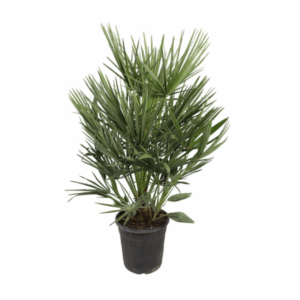 Chamaerops Humilis Zwergpalme - 100cm höhe - Ø21cm Topf