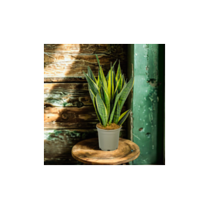 Bogenhanf Sansevieria Trifasciata Canary Ø17cm - ↕45 - 55cm grüne Zimmerpflanze 🌱