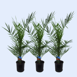 3x Phoenix Canariensis kanarische Dattelpalme - 80 cm hoch - Ø15 Topf 🌴