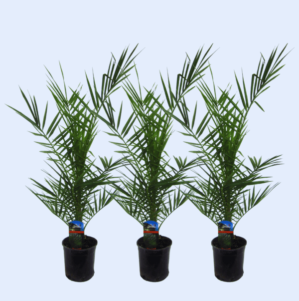 3x Phoenix Canariensis kanarische Dattelpalme - 80 cm hoch - Ø15 Topf 🌴