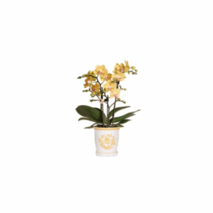 Kolibri Orchids | Gelbe Orchidee Lima + Malaga Ziertopf Hellorange - Topfgröße Ø9cm | Blühende Zimmerpflanze 🌼