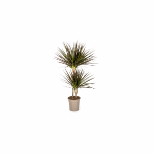 Dracaena Marginata Magenta Ø19cm - ↕70-90cm grüne Zimmerpflanze