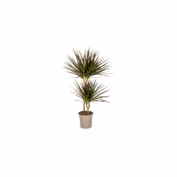 Dracaena Marginata Magenta Ø19cm - ↕70-90cm grüne Zimmerpflanze