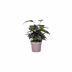 Calathea Ornata Sanderiana Ø27cm - ↕60 - 80cm 🌼