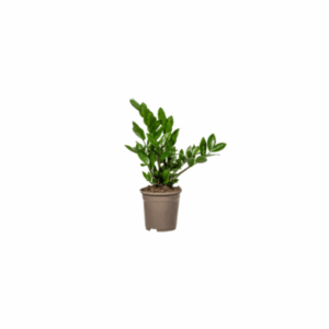 Zamioculcas Zamiifolia Glücksfeder Ø17cm - ↕40-50cm grüne Zimmerpflanze 🌿