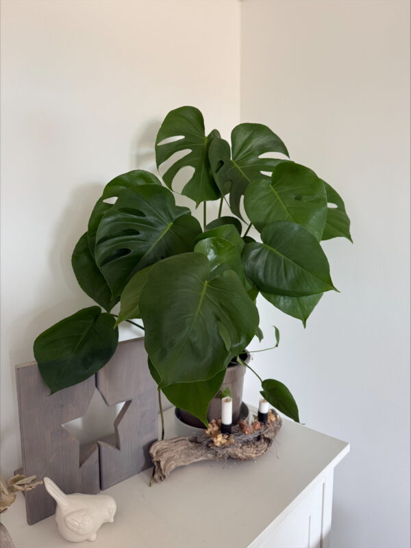 Monstera Deliciosa Tauerii Ø21cm - ↕70 - 90cm 🌱 – Bild 2