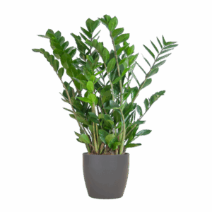Zamioculcas Zamiifolia Glücksfeder mit Viber Grau - 80cm - Ø21🌿