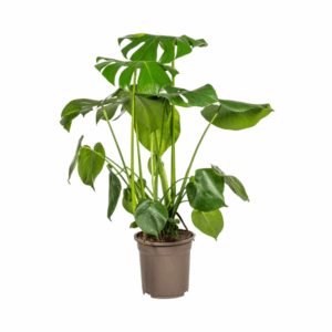Monstera Deliciosa Tauerii Ø21cm - ↕70 - 90cm 🌱