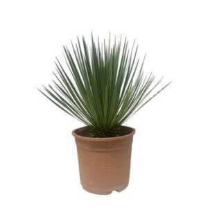 Yucca Rostrata Palme - 60 cm höhe - ø24cm Topf