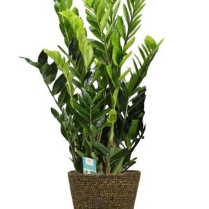 Zamioculcas Zamiifolia - Ø21cm - ↕95cm + Selin Pot D22x19cm - Schwarz