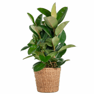 Ficus Elastica Robusta Gummibaum XL mit Korb Torun - 90cm - Ø27 🌿