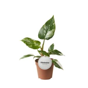 Philodendron White Princess - Ø12cm - ↕30cm Grüne Zimmerpflanze 🌿