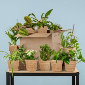 Green geschenkbox: Zimmerpflanzen 12er Set - inkl. 12 x Korb Sofia 🌿