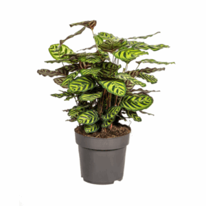 Calathea Makoyana Pfauen-Korbmarante Ø27cm - ↕60 - 80cm grüne Zimmerpflanze🍃