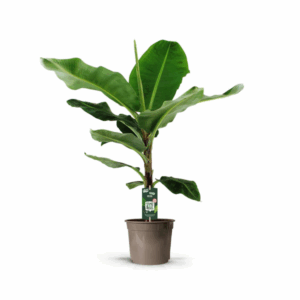Bananenpflanze Palme Bananaplant Musa - 140 cm höhe  - Ø27cm Topf 🌴