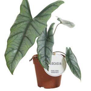 Alocasia Heterophylla - Ø12cm - ↕25cm 🌱