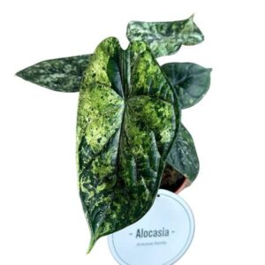 Alocasia Dragon Scale Variegata - Ø12cm - ↕25cm 🌿