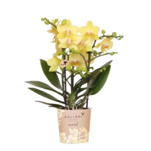 Kolibri Orchids | Gelbe Phalaenopsis Orchidee - Albenga - Topfgröße Ø9cm | Blühende Zimmerpflanze - Frisch vom Züchter🌼