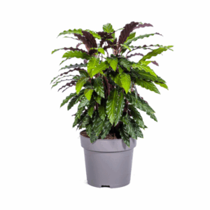 Calathea Rufibarba Ø27cm - ↕60 - 80cm