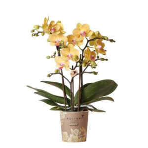 Kolibri Orchids | Gelbe Phalaenopsis Orchidee - Lima - Topfgröße Ø9cm | Blühende Zimmerpflanze 🌱