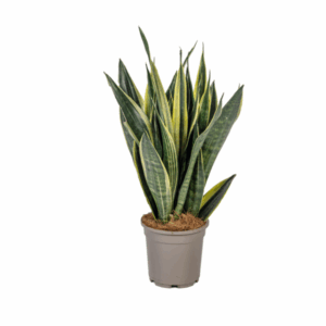 Bogenhanf Sansevieria Trifasciata Canary Ø17cm - ↕45 - 55cm grüne Zimmerpflanze 🌱