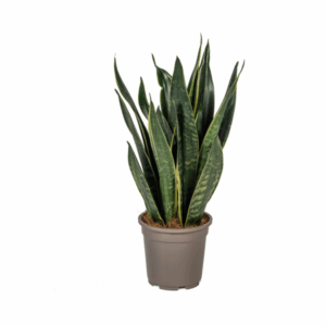 Bogenhanf Sansevieria Trifasciata Futura Black Ø17cm - ↕45 - 55cm 🌿 grüne Zimmerpflanze