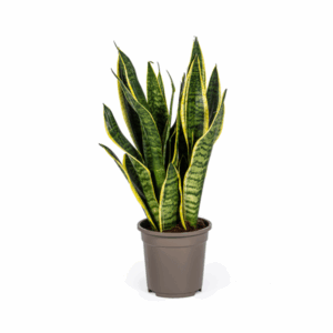 Bogenhanf Sansevieria Trifasciata Futura Superba Ø17cm - ↕45 - 55cm 🌿