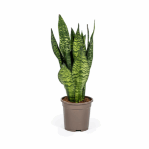Bogenhanf Sansevieria Trifasciata Zeylanica Compacta Ø17cm - ↕55 - 65cm