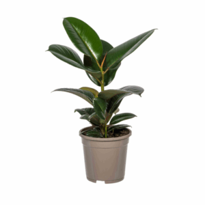 Ficus Elastica Robusta Ø17cm - ↕50 - 60cm 🌼