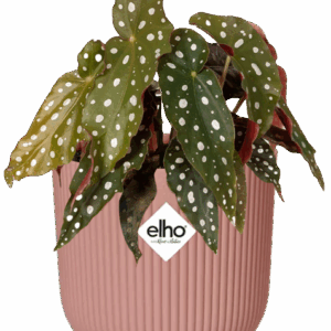 Begonia Maculata + ELHO Vibes Fold 14cm roze
