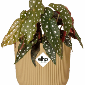 Begonia Maculata Forellenbegonie + ELHO Vibes Fold 14cm geel 🍃