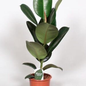 Ficus Elastica Robusta - Ø17cm - ↕65cm
