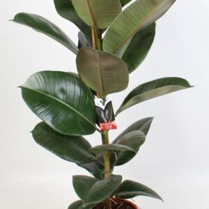 Ficus Elastica Robusta Gummibaum 21 Cm - Ø21cm - ↕95cm grüne Zimmerpflanze 🌿