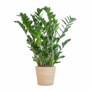 Zamioculcas Zamiifolia Smaragdpalme Glücksfeder mit Sophia-Korb natur - 80cm - Ø21 ☀️