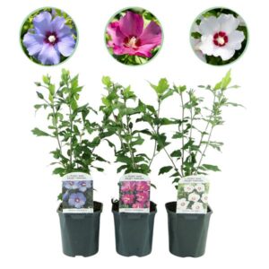 GreenboutiQ - Sträucher - Hibiscus syriacus Tricolour - Blüte Rosa, Weiß und Blau - 3 Pflanzen - Laubabwerfend - Wenig Pflegeaufwand - Topf 17cm Höhe 45cm