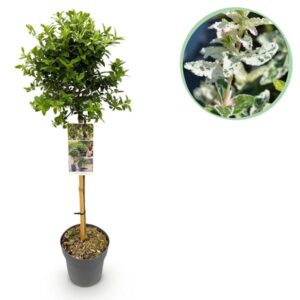 GreenboutiQ - Gartenpflanze - Euonymus fortunei Harlequin - Stamm-Pflanze - Terrassenpflanze - Immergrün - Wenig Pflege - Topf 19cm Höhe 90cm