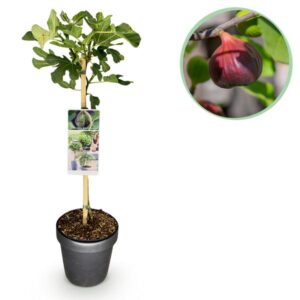 GreenboutiQ - Gartenpflanze - Ficus carica Brown Turkey - Stamm Pflanze - Terrassenpflanze - Laubabwerfend - Wenig Pflege - Topf 19cm Höhe 90cm