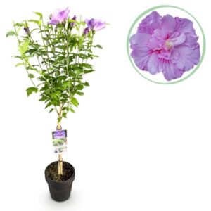 Gartenpflanze - Hibiscus syriacus Lavendor Chiffon® - Stamm Pflanze - Terrassenpflanze - Laubabwerfend - Wenig Pflege - Topf 19cm Höhe 90cm