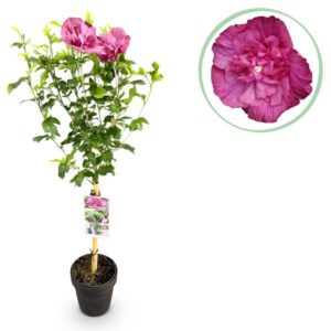 GreenboutiQ - Gartenpflanze - Hibiscus syriacus Magenta Chiffon® - Stamm Pflanze - Terrassen Pflanze - Laubabwerfend - Geringer Pflegeaufwand - Topf 19cm Höhe 90cm