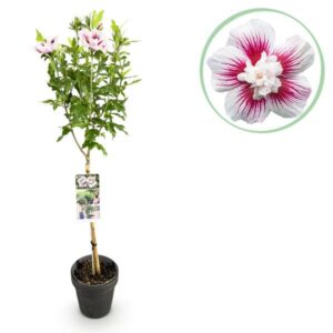 GreenboutiQ - Gartenpflanze - Hibiscus syriacus Starburst Chiffon® - Stamm-Pflanze - Terrassenpflanze - Laubabwerfend - Wenig Pflege - Topf 19cm Höhe 90cm