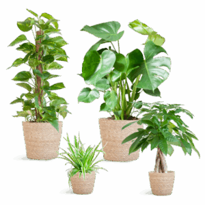 Monstera Pachita..Pflegeleichter Pflanzkasten – medium – mit Korb Sofia