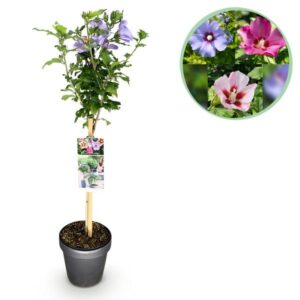 GreenboutiQ - Gartenpflanze - Hibiscus syriacus Tricolour - Stamm-Pflanze - Terrassenpflanze - Laubabwerfend - Wenig Pflege - Topf 19cm Höhe 90cm