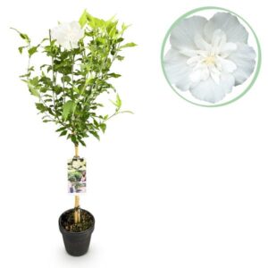 GreenboutiQ - Gartenpflanze - Hibiscus syriacus White Chiffon® - Stamm-Pflanze - Terrassenpflanze - Laubabwerfend - Wenig Pflege - Topf 19cm Höhe 90cm