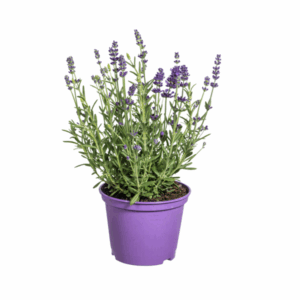 8x Lavandula angustifolia lavendel Ø13cm - ↕30 - 40cm