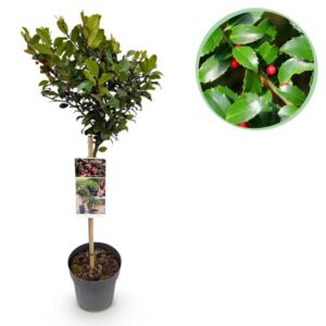 GreenboutiQ - Gartenpflanze - Ilex meserveae Blue Maid - Stamm-Pflanze - Terrassenpflanze - Laubabwerfend - Wenig Pflege - Topf 19cm Höhe 90cm