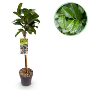 GreenboutiQ - Gartenpflanze - Prunus lauroverasus Etna® - Stamm-Pflanze - Terrassenpflanze - Immergrün - Wenig Pflege - Topf 19cm Höhe 90cm