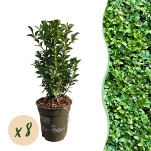 GreenboutiQ - Heckenpflanzen - Buxus sempervirens - Blatt grün - 8 Pflanzen - 1 laufender Meter - immergrün - Topf 9cm Höhe 20-25cm