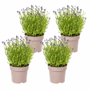 4x Lavandula angustifolia lavendel Ø19cm - ↕40 - 50cm