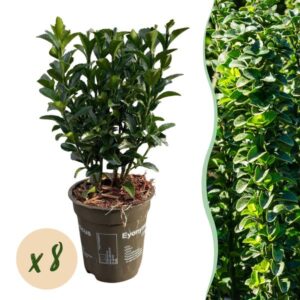 GreenboutiQ - Heckenpflanzen - Euonymus japonica Green Spire - Blatt grün - 8 Pflanzen - 1 laufender Meter - immergrün - Topf 9cm Höhe 20-25cm